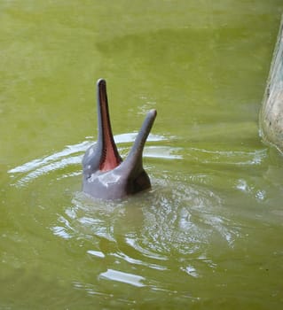 Baby pink river dolphin at zoo near Iquitos, Peru
