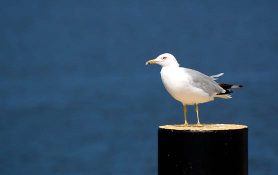 Closeup of seagull on post, Muskegon, MI