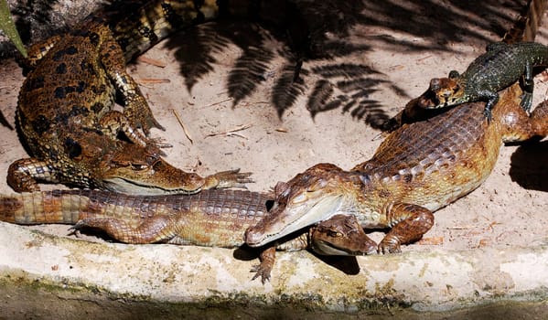 crocodiles lounging