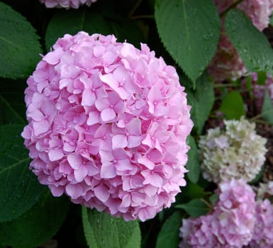 Pink hydrangea bloom