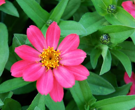 Zinnia hybrida profusion coral