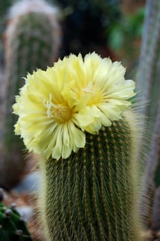 Cactus with yellow flower and cacti in background