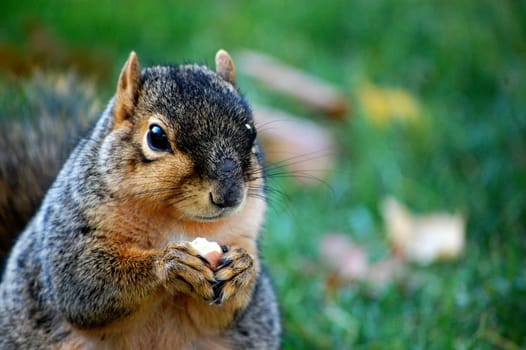 Squirrel eating nut - close up left