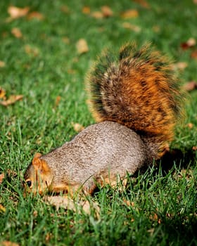 Squirrel digging for nut