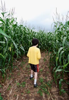 Boy inside corn maze amid tall corn, walking away from you