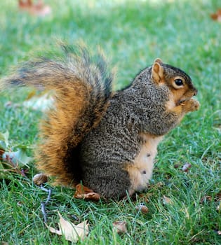 squirrel eating nut - vertical facing right