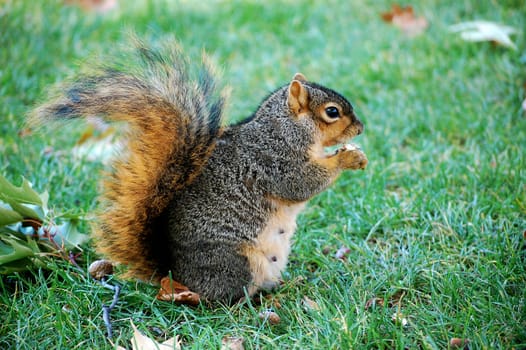 squirrel eating nut - vertical facing right