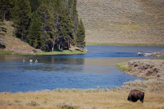 Yellowstone National Park river scene, bison eating and three fishermen in the river