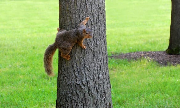 Squirrel clinging to tree, grass and tree in background, horizontal
