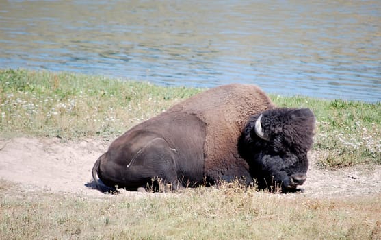 Yellowstone National Park river scene, bison sitting on sand bath - closeup