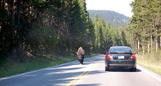 Yellowstone park road - Bison walking in one direction, car in the other.