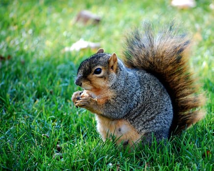 Squirrel eating nut - horizontal facing left