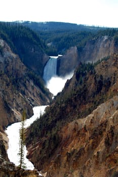 Grand Canyon of Yellowstone National Park, Artist Point water fall with water splash and tree in foreground