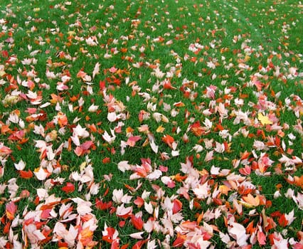 maple leaves on grass, gradient