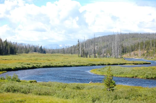 Yellowstone oxbow bend landscape with meandering river