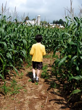 Boy inside corn maze, walking away from you