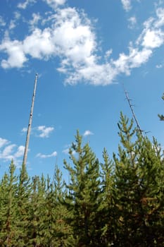 New trees growing into two old trees after a fire at Yellowstone National park