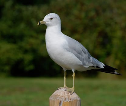 Seagull standing with garden background