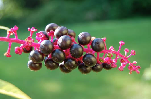Phytolacca pokeweed berries garden background