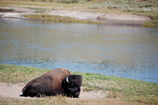 Yellowstone National Park river scene, bison sitting on sandbath