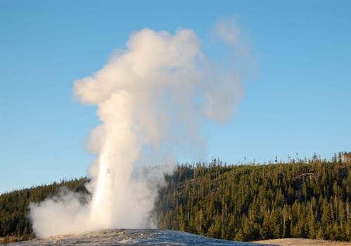 Old Faithful in full eruption with forest background