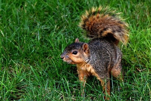 Squirrel squatting on grass, looking afar, horizontal