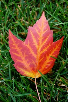maple leaf on grass