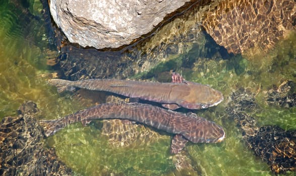 Two spawning salmon taking a break from their migration, behind a rock.