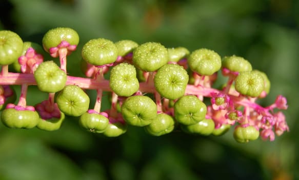 Phytolacca pokeweed with garden background