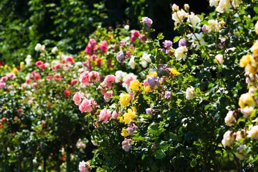 Garden with roses,rose bush with flower