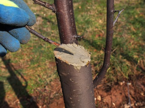 protecting wound after pruning with the wax