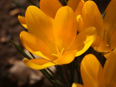yellow crocus flower in the garden