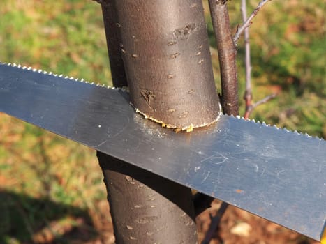 cutting branch of a tree with a saw