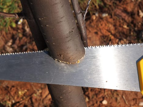 cutting branch with a hand saw