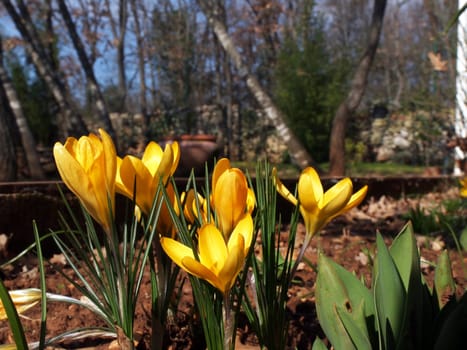 yellow crocus flower in the garden