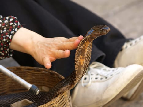girls hand touching cobras head