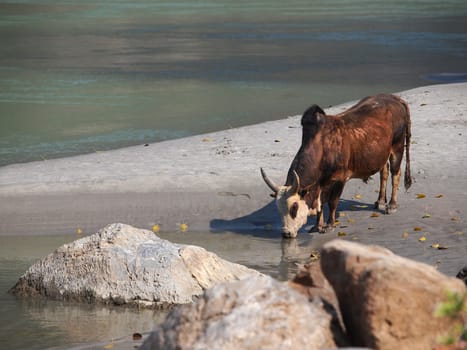 cow drinking water on the sand beach of the ganges