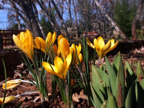 yellow crocus flower in the garden