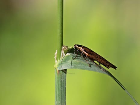 Common forest cockroach (Ectobius lapponicus)