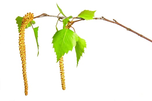 flowering birch branch,exposed against a white background