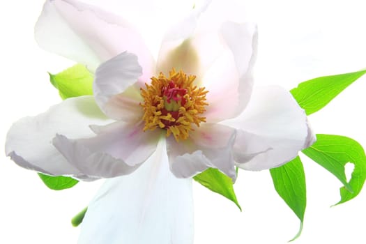 Flower of shrub peony (Paeonia suffruticosa),isolated against white background