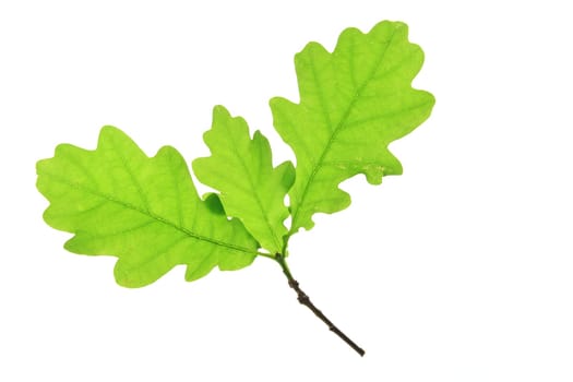 Oak leaves against a white background