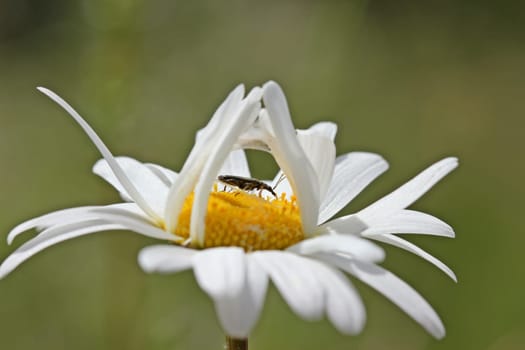 Male longhorn beetle on daisies flower with spider web
