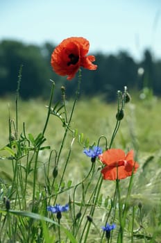 Pretty summer bloomers