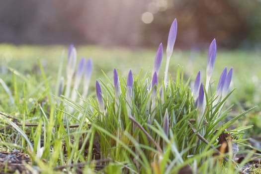 herald of spring