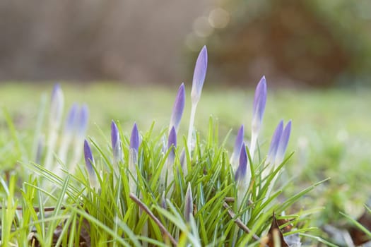 Crocus meadows