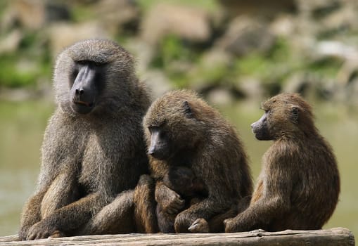 Baboon family