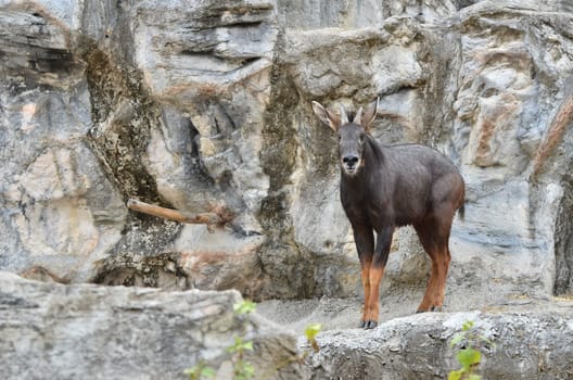 serow (Capricornis sumatraensis) stanging  on the rock