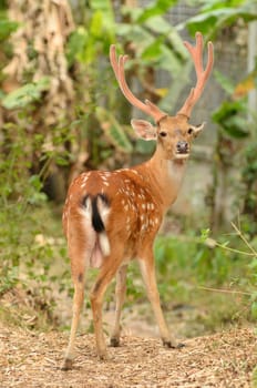 male sika deer in the forest