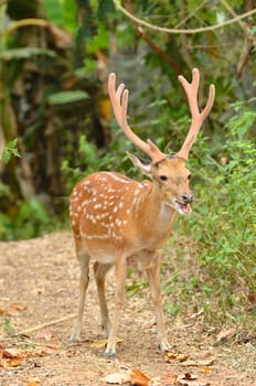 male sika deer in the forest